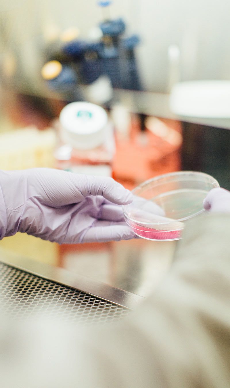 Stem cells In a Petri Dish