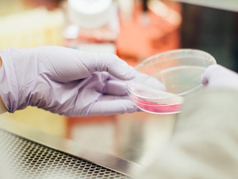 Stem cells in a dish